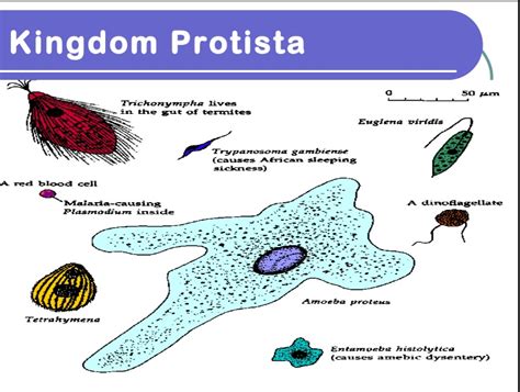 Kingdom Protista Definition Characteristics And Examples It Lesson