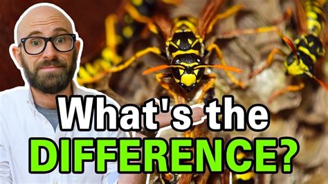 What Is The Difference Between Bees Wasps And Hornets Wasp Bee