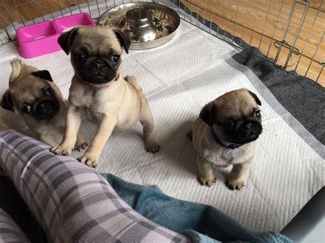 This advert is located in and around rotherham, south yorkshire. Pug Puppies For Sale | Howard Avenue, MS #199376 | Petzlover