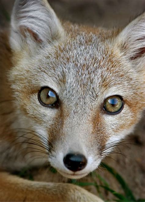 Swift Fox By Edgar Thissen Swift Fox Fox Cute Animal