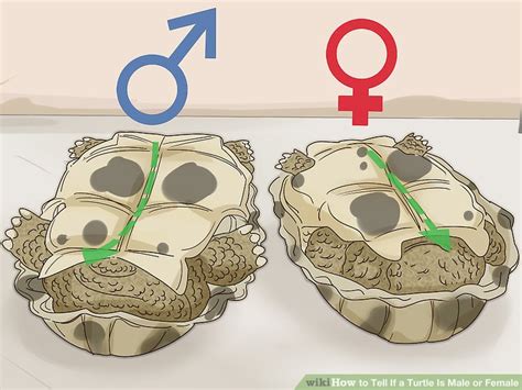 How To Tell If A Turtle Is Male Or Female 8 Steps With Pictures Wiki How To English