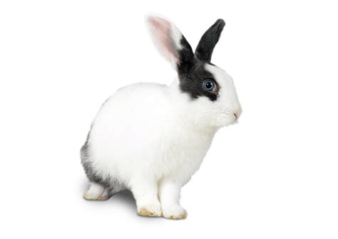 Pdsa says this'll set you back around £70 a month for a pair of rabbits. Rabbit Insurance | Rabbit insurance through Pets at Home