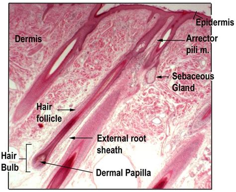 Skin With Follicle Sebaceous Gland Skin Anatomy Medical Knowledge