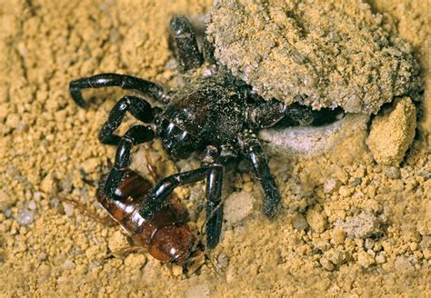 Trapdoor Spider Stock Image C0065843 Science Photo Library