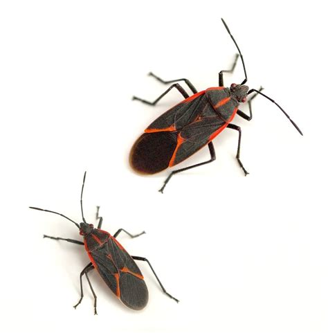 Boxelder Bug Control And Treatments For The Yard Home And Garden