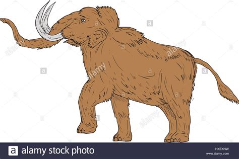 Wooly Mammoth Drawing At Getdrawings Free Download