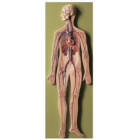 Somso Human Circulatory System Model Carolina Biological Supply