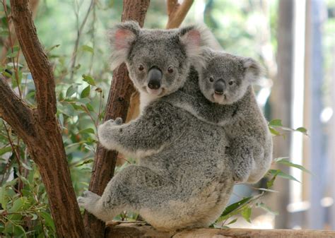 Things To Do In Brisbane With Kids Koalas And Kangaroos Hilton Mom