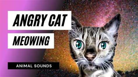 Cat Meow Sound Effect Angry Cat Meme Stock Pictures And Photos