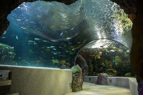 Virginia Aquarium And Marine Science Center Virginia Beach Visitors Guide