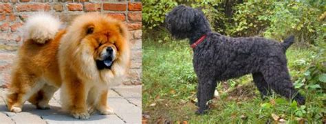 Chow Chow Vs Black Russian Terrier Breed Comparison