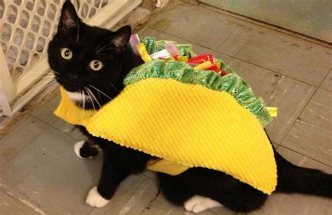 David Hansen On Twitter Taco Cat Costume Taco Cat Taco Costume