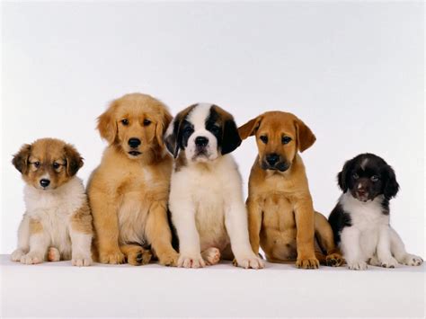 Cute Puppy Friends Wallpaper For Your Computer Desktop