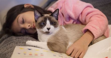 Scientifically Proven Health Benefits Of Being A Cat Owner Goodnet