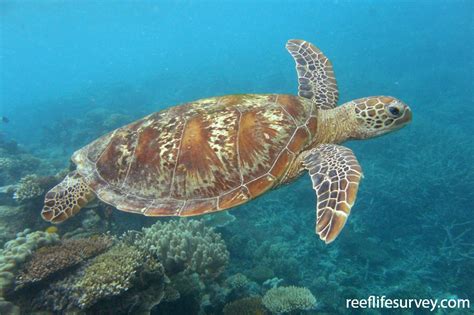 Chelonia Mydas Green Turtle ReefLifeSurvey Com