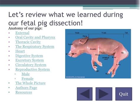 Pig External Anatomy Diagram Diagram Media