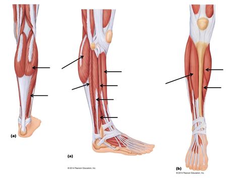 Leg Muscle Diagram Quizlet Honors Anatomy Final Exam Review Leg
