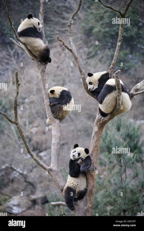 Five Subadult Giant Pandas Ailuropoda Melanoleuca Climbing In Tree