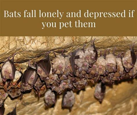 Learn how they see in the dark, what they eat and mate. Bat Facts that prove that Bats are Most Adorable and ...
