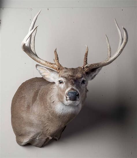 Whitetail Deer Shoulder Taxidermy Mount For Sale Ubicaciondepersonas
