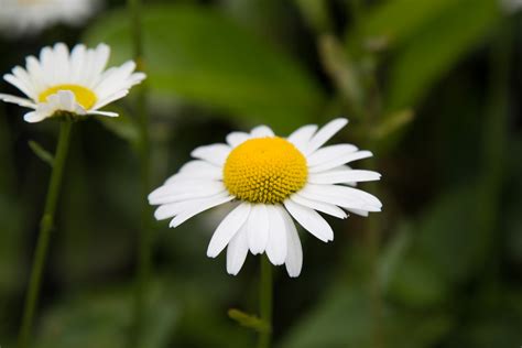 Daisy Flowers Free Stock Photo Public Domain Pictures