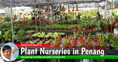 To specify the schedule of work it is possible to the specified phone: Plant Nurseries in Penang