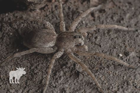 What Happens When A Wolf Spider Bites You — Forest Wildlife