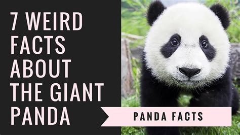 Giant Panda Facts Interesting Facts About Pandas Youtube