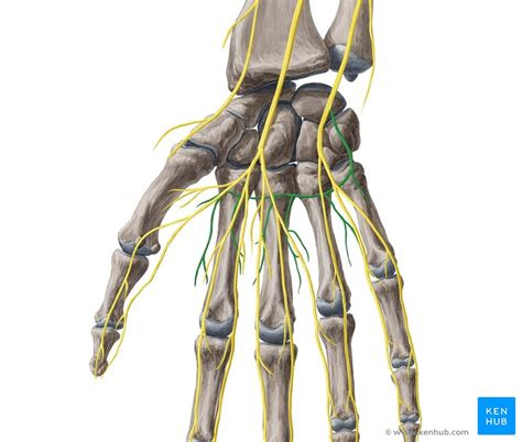 Thenar Muscles Anatomy Innervation And Function Kenhub