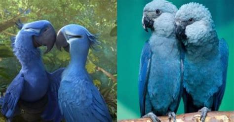 Blue Parrot Known From The Movie ‘rio Is Now Officially Extinct