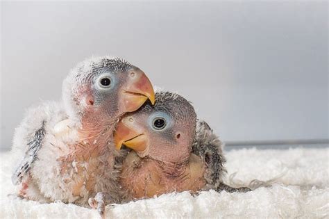 What Are Baby Parrots Called Find Out Parrot Website
