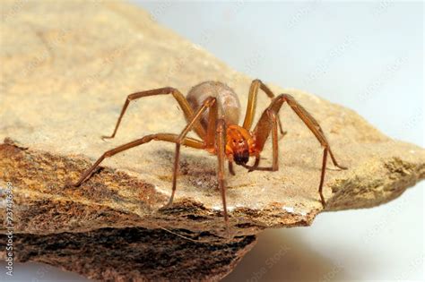 Chilenische Winkelspinne Loxosceles Laeta Chilean Recluse Spider