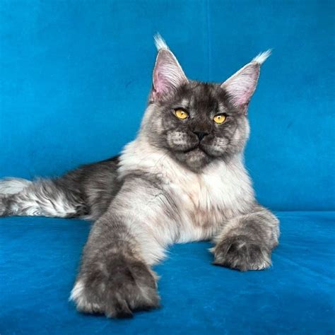 Star main coon kittens will provide with an adorable litter that you can choose your cat from. Home Giant Maine Coon cattery - Home | Facebook