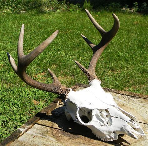 8 Point Whitetail Deer Skull For Sale