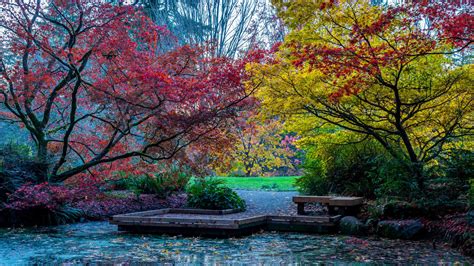 Fall Foliage In Washington State Washington Park Arboretum 4khd