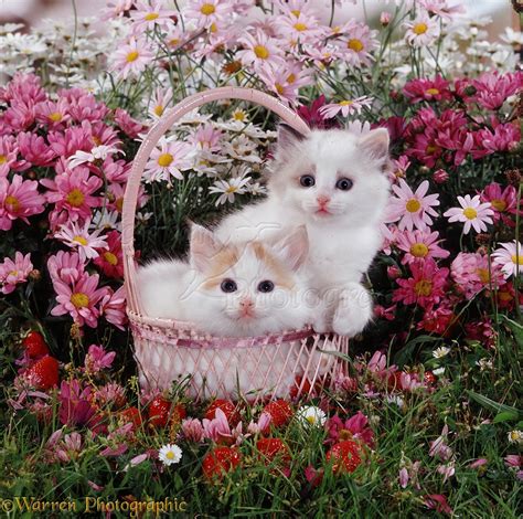 Cute flowers stock photos and images. Kittens and Flowers Wallpaper - WallpaperSafari