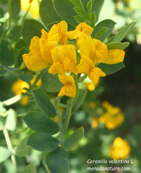 El Jardí De Menuda Natura Coronil·la Glauca