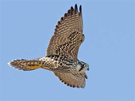 Peregrine Falcon Celebrate Urban Birds