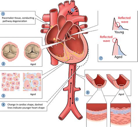 Understanding Cardiovascular Physiology Of Ageing Springerlink