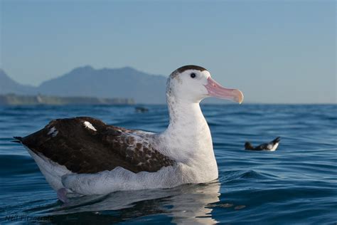 Antipodean Albatross Toroa New Zealand Birds Online