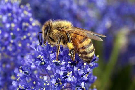 The 7 Best Flowers For Honeybees Honeybees Favorite Flowers — Buddha