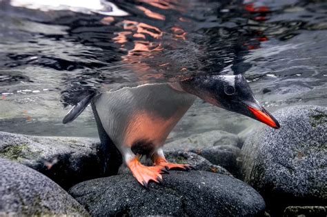 Psbattle Half Submerged Penguin Rphotoshopbattles