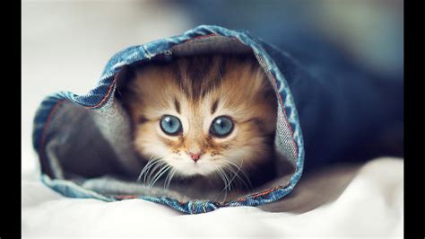 Cute Cats — Cutest Kitten Best Compilation Ever ღ Youtube
