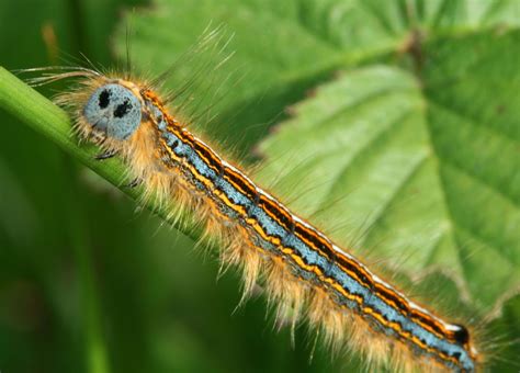 Image Result For The Lackey Moth Caterpillar With Images Moth