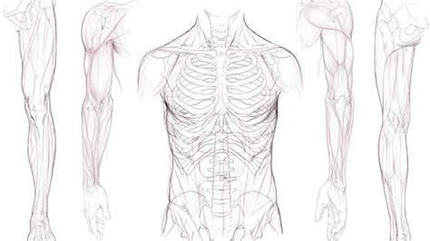 Human 2d Anatomy Reference Pack Cg Cookie