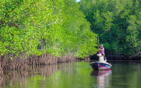 mangrove forest lembongan bali sun tours