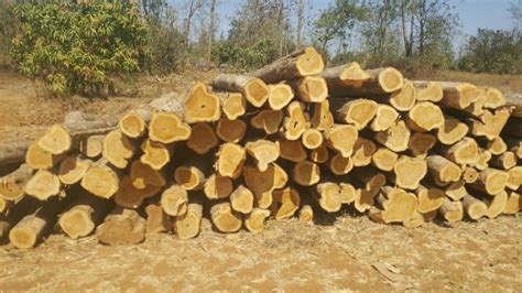 Indian Teak Wood Timber At Rs 2000cubic Feet Indian Teak Wood In Hyderabad Id 22147256548