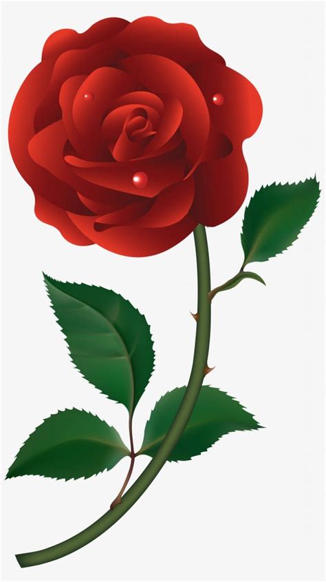 Uqrqtaoo Roses Vector Files Images Red Rose