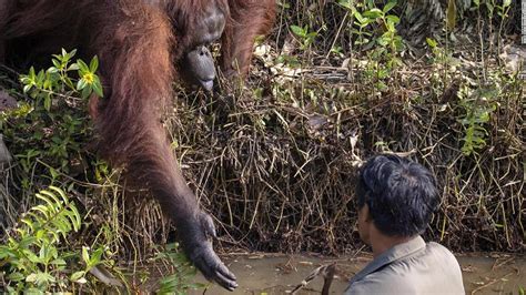 Orangutan In Borneo Offers Its Hand To Rescue A Man From Snake