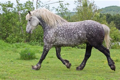 Grey Percheron Draft Horse Stock Image Image Of Farm 33390723